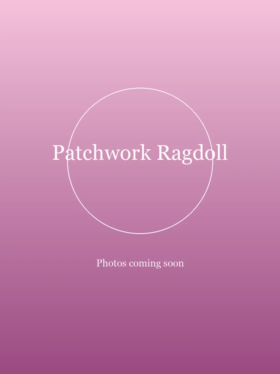Patchwork Ragdoll party character in San Diego